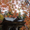 宝登山神社　紅葉　3