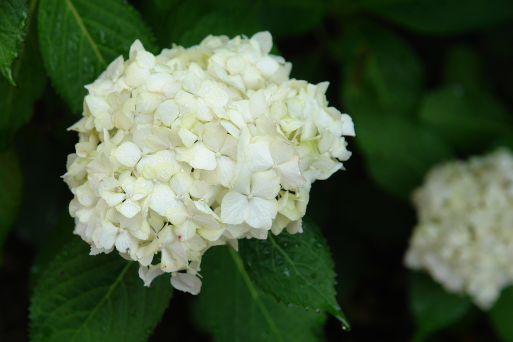 白い紫陽花