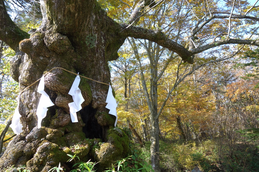 熊野神社　御神木