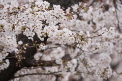 近所の桜　3