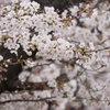 近所の桜　3