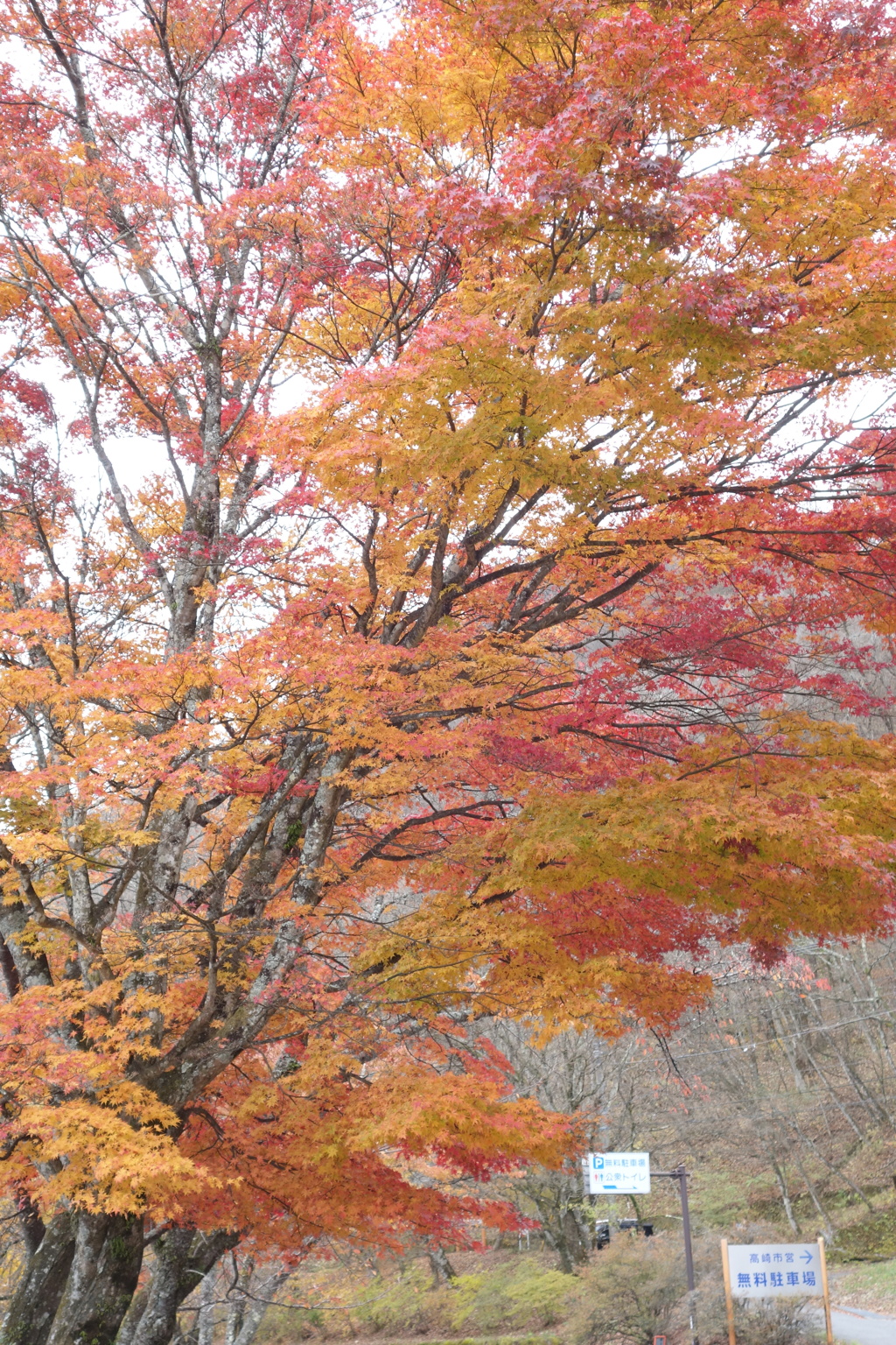 榛名湖で見つけた紅葉　2