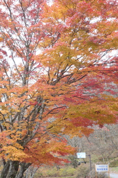 榛名湖で見つけた紅葉　2