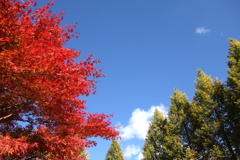 南軽井沢の紅葉　