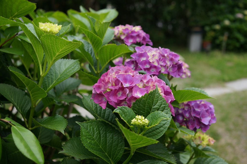 紫陽花　3