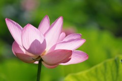 古代蓮