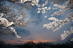 夜桜