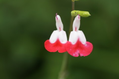 小さい花