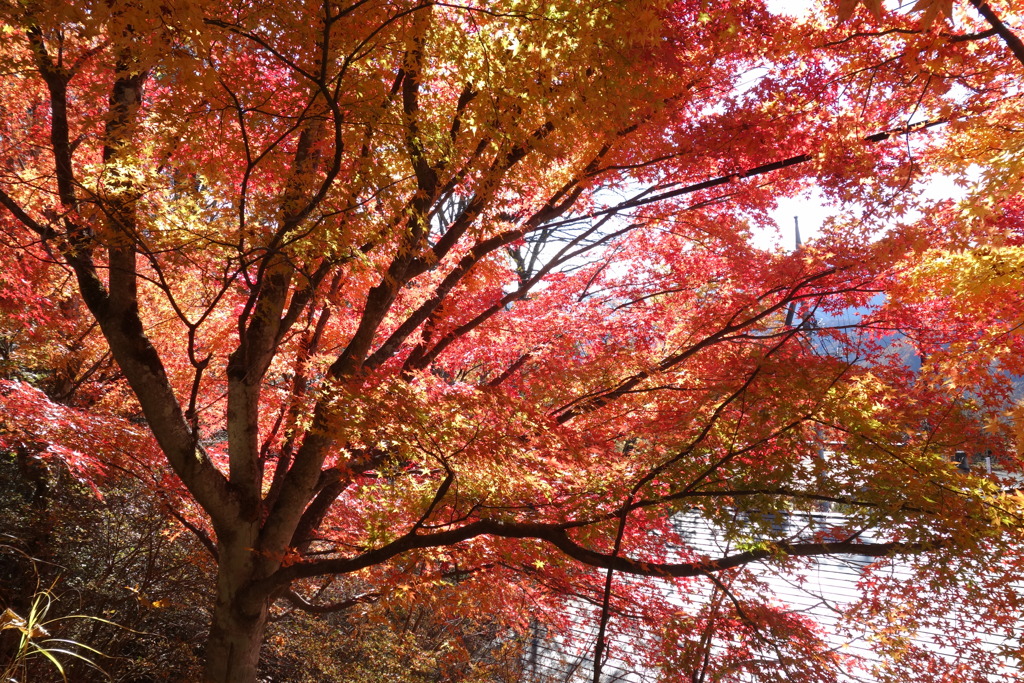 三峰神社で見つけた紅葉　1