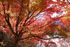 三峰神社で見つけた紅葉　1