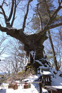 御神木　熊野神社　1