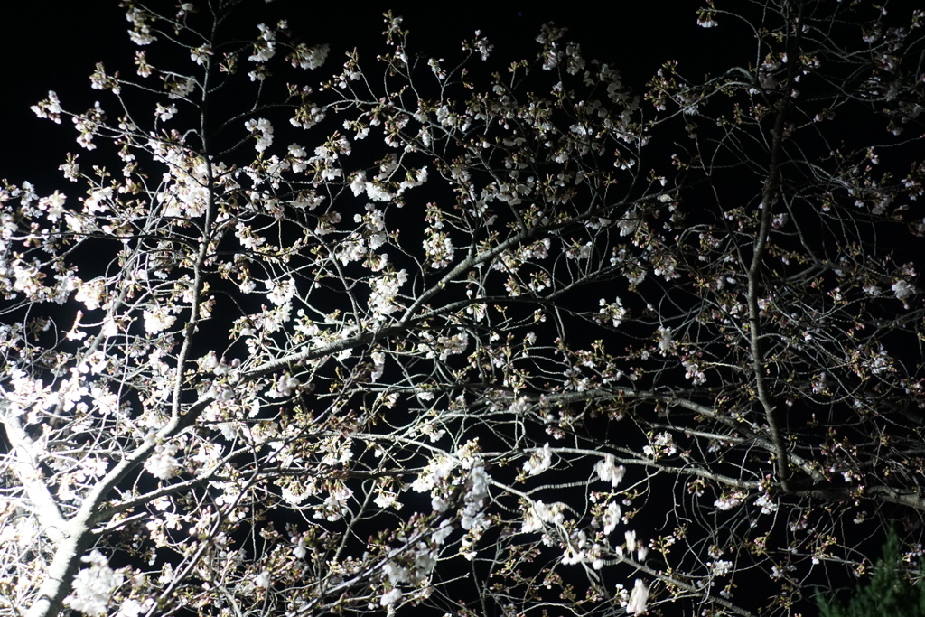夜桜