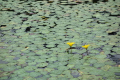 アサザの花　2