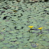 アサザの花　2