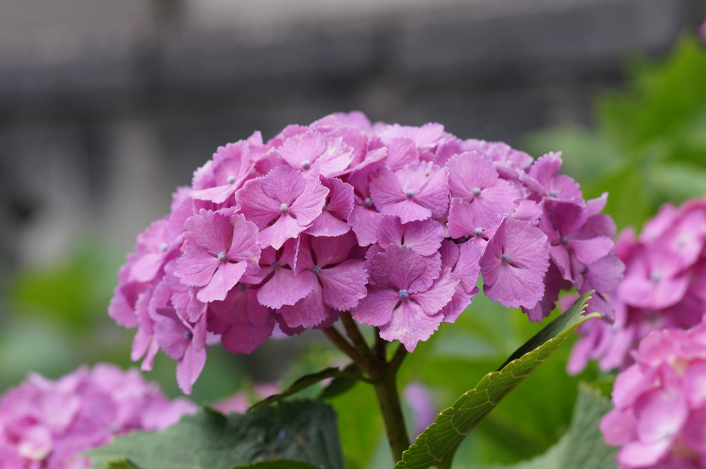 紫陽花