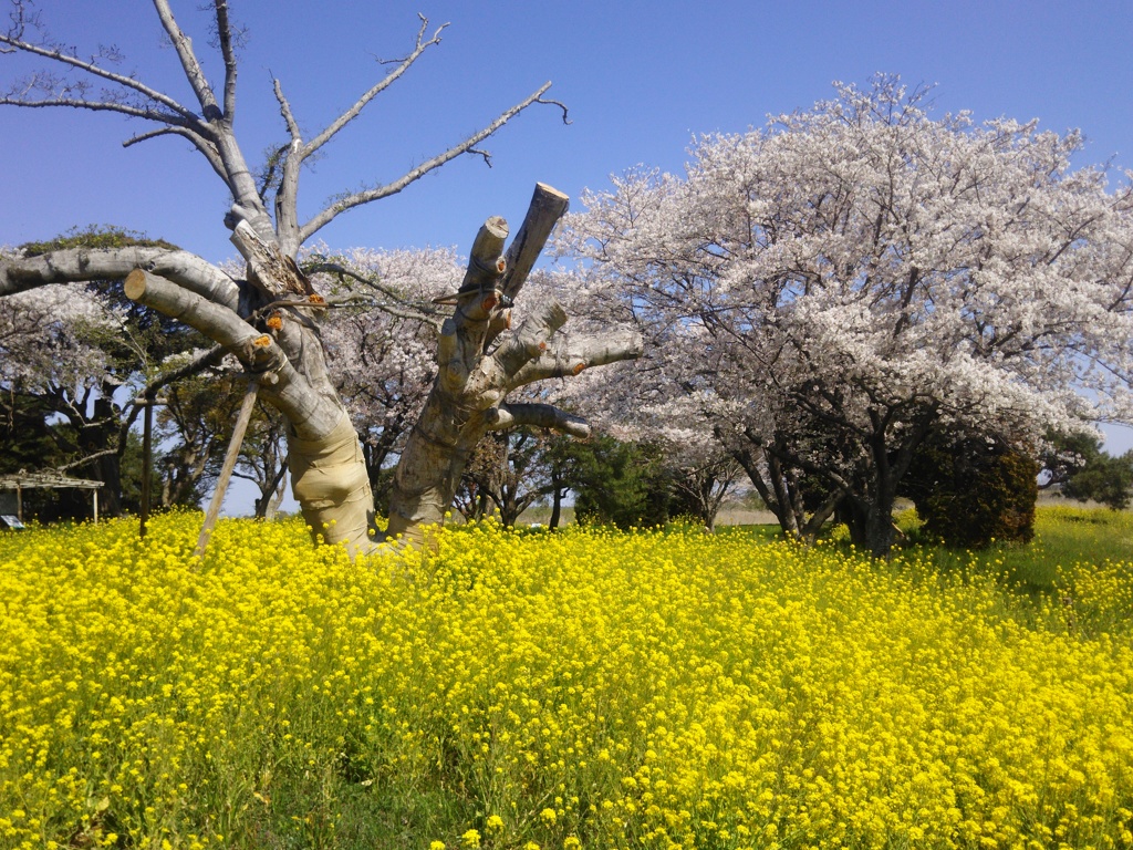 こぶしの木と菜の花と桜