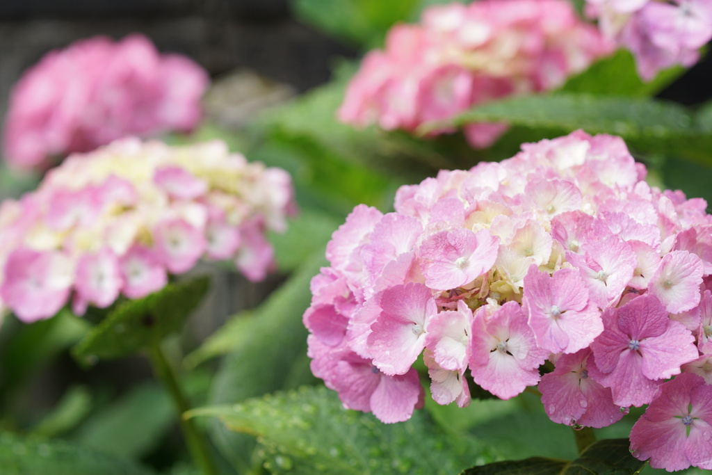 紫陽花　2