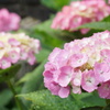 紫陽花　2