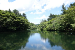 夏の雲場池　