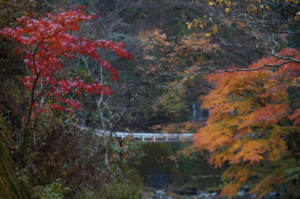 渓流の紅葉　4