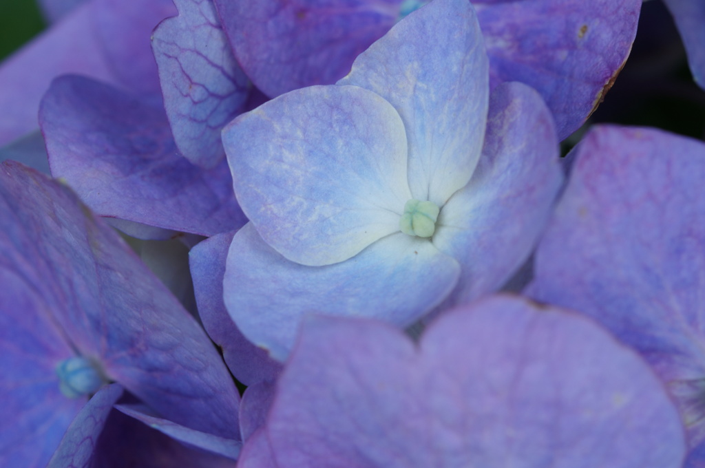 紫陽花　1