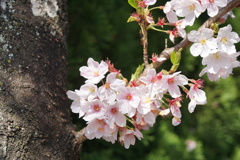 桜　最後の輝き