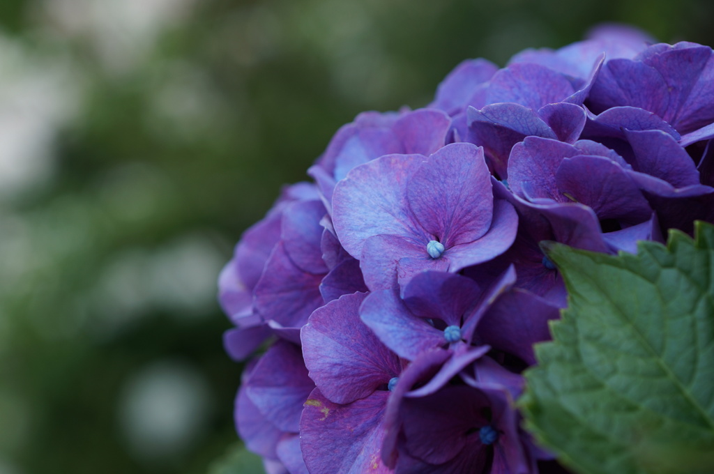紫陽花　2