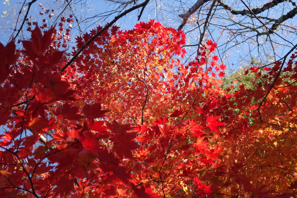 矢ケ崎公園の紅葉