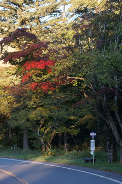 乗鞍で見つけた紅葉　2