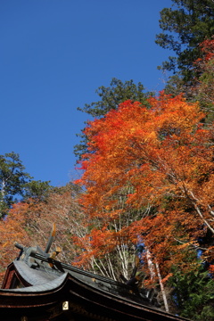 三峰神社で見つけた紅葉　5
