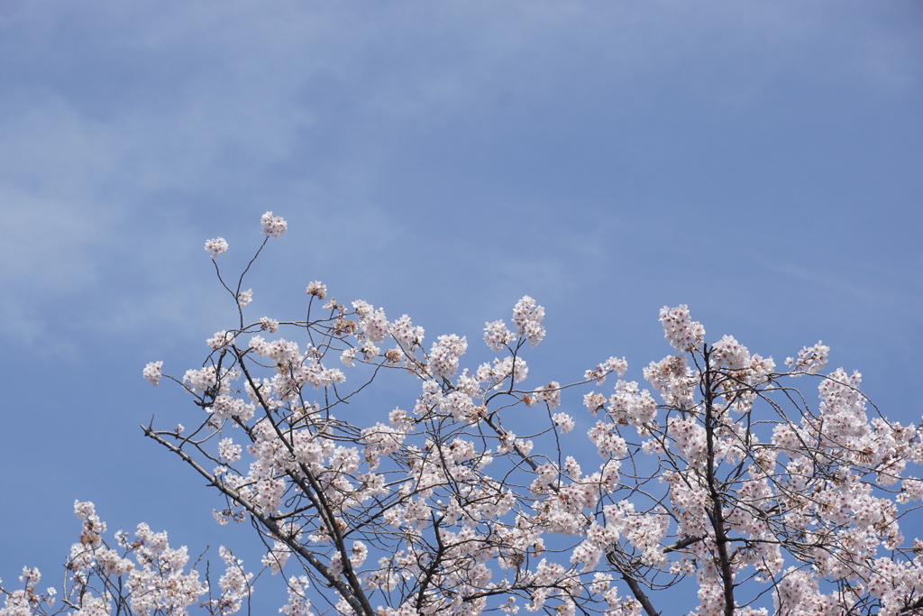 桜　1