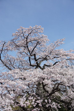 桜　満開