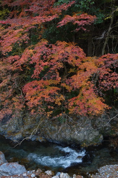 渓流沿いの紅葉　3
