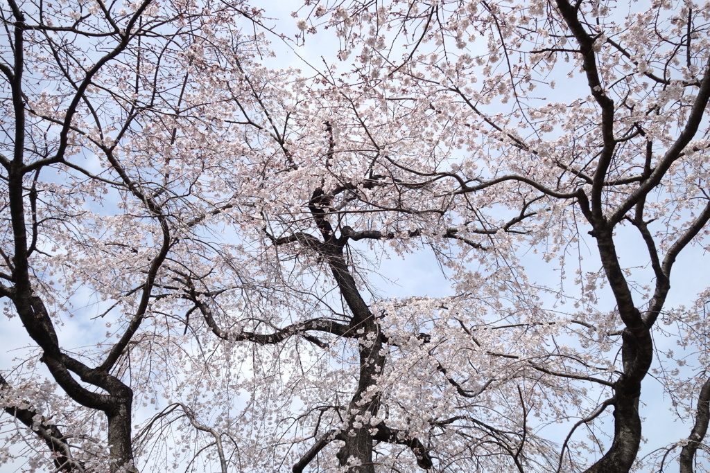 公園の桜　2