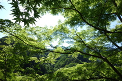 金蔵落しの新緑