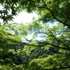 金蔵落しの新緑