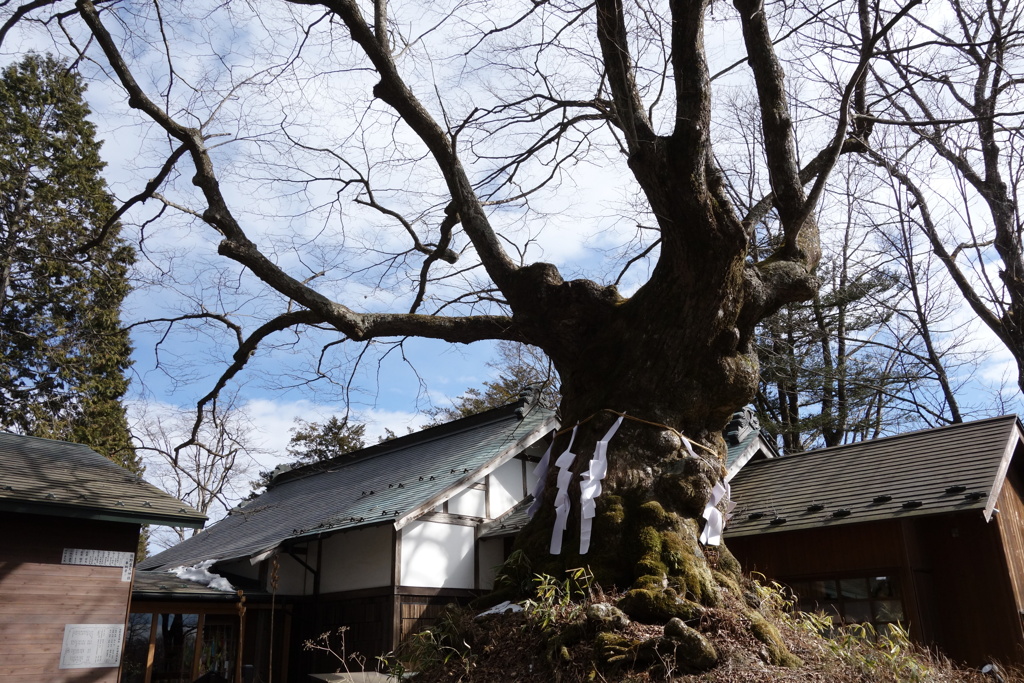 熊野神社　しなの木