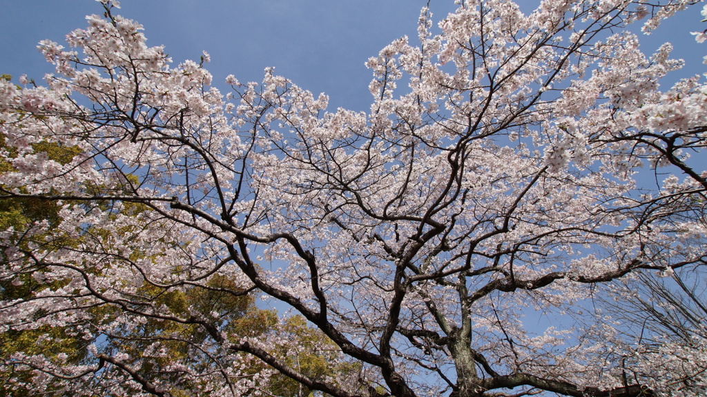 桜咲く　1