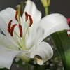 ユリの花