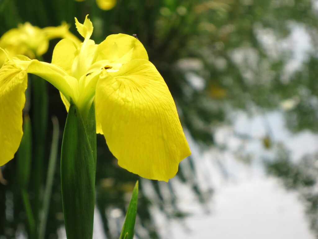 花　雲場池にて