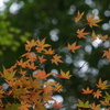 来宮神社の紅葉