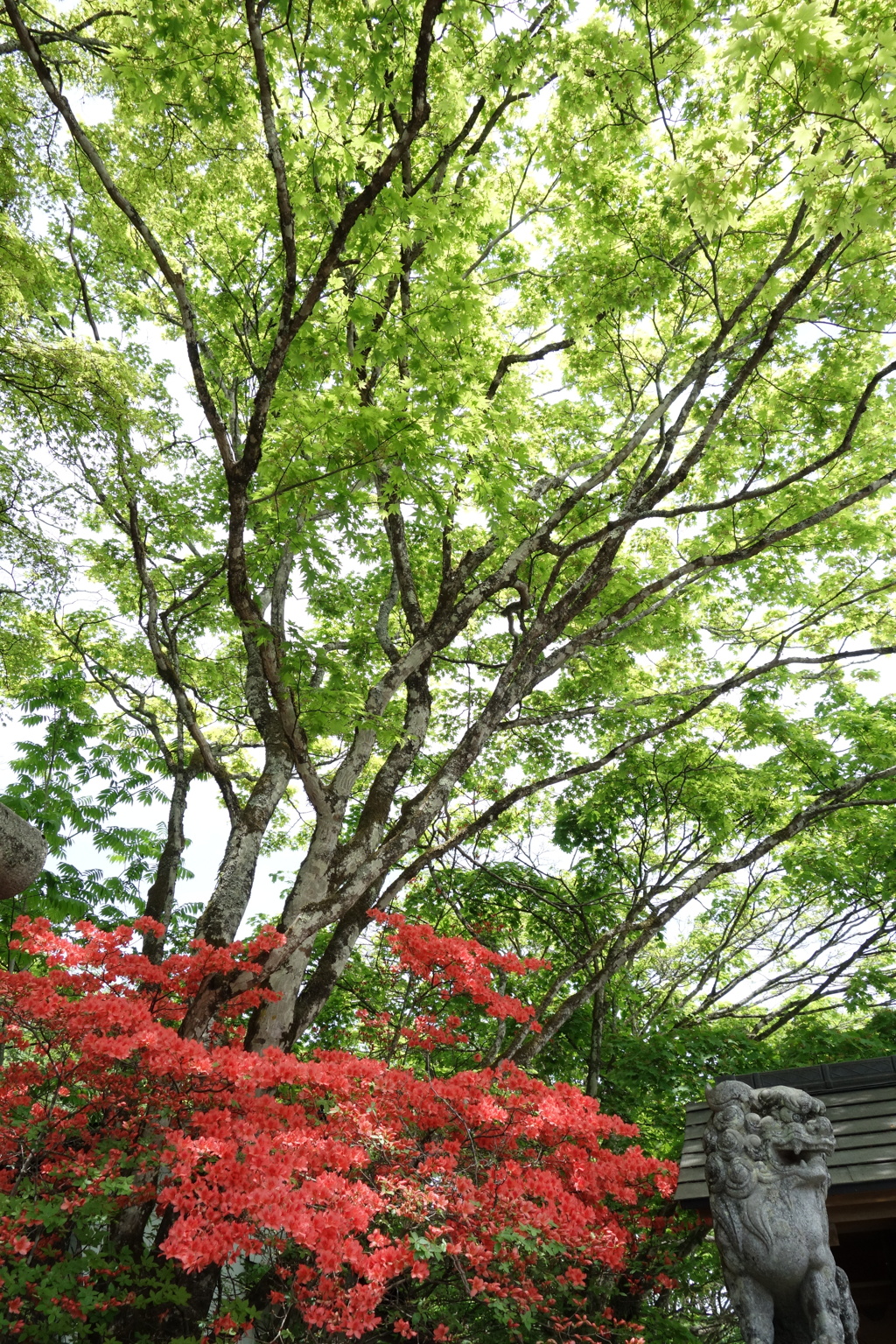 ツツジと新緑　軽井沢熊野神社にて