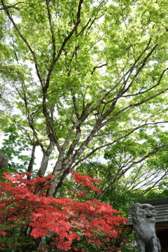 ツツジと新緑　軽井沢熊野神社にて