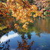 紅葉　雲場池にて