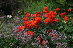 夏の薔薇