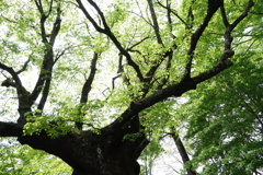 御神木　しなの木　熊野神社にて