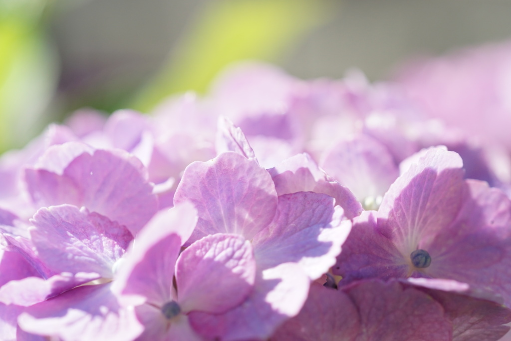 紫陽花　3