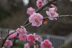 梅の咲く頃