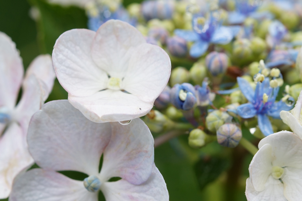 紫陽花　雫