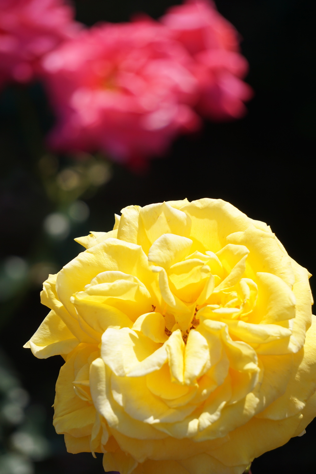 薔薇が咲いた　3